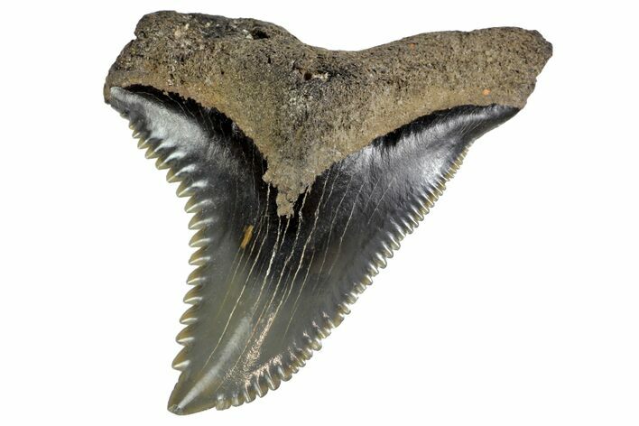 Serrated, Fossil Shark (Hemipristis) Tooth #142460